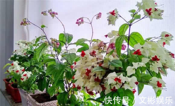 一种新型花卉“龙吐珠”，1朵花开2色，开花一串串，高贵寓意好