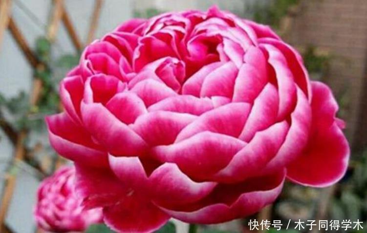 四季海棠|4种花被称为“开花王”,一开就是300天,特适合养家里