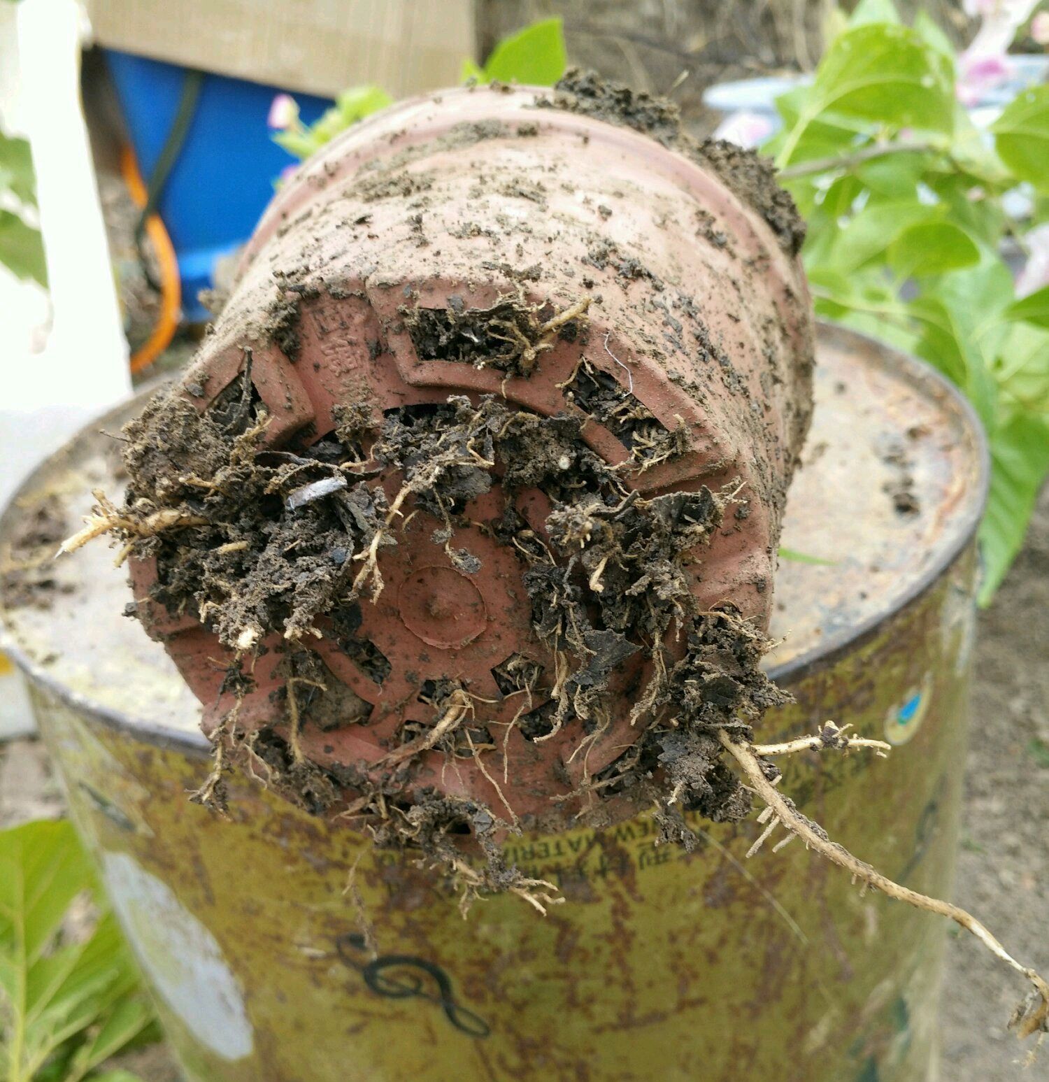 三角梅控水后还是开花少又少只需一妙招，一个星期开花爆盆