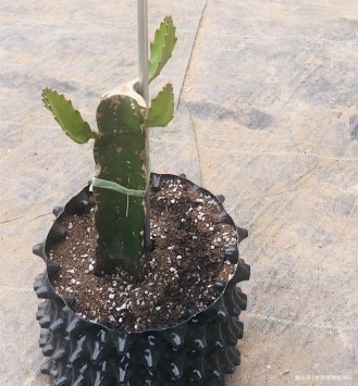 养花|能吃能观赏的火龙果，如何盆栽教你两招，来年还能吃上果实