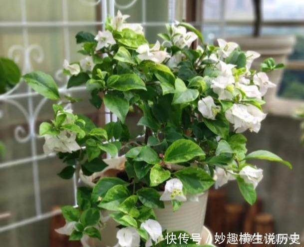 三角梅|45种三角梅品种,红、橙、黄、绿、白、紫,每一种都很好看!