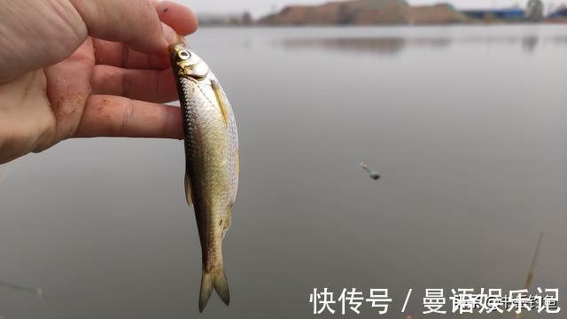 禁渔|水库禁渔一年开放垂钓,鱼情变化出乎意料!单一禁渔行动提前叫停