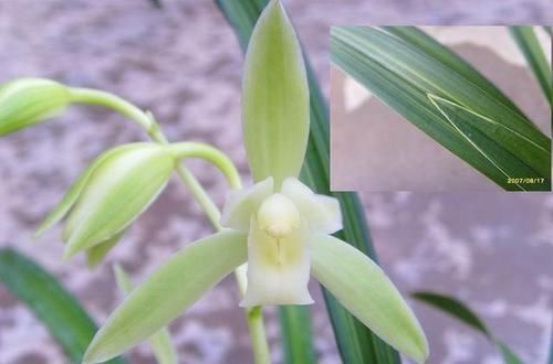 曾多次|曾多次获奖的兰花,叶艺珍稀、罕见,花色纯洁,香味特浓,很好养