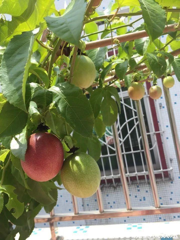 枝条|大粗杆插土里,7天生根,当年结果压弯枝,不用买水果了!