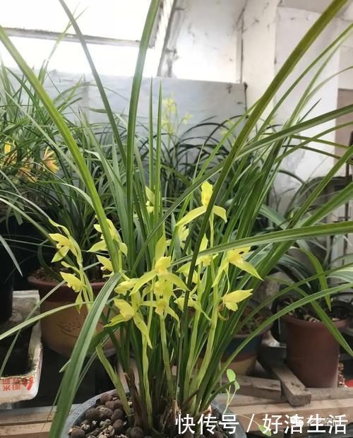 根壮|兰花适合“懒养”,这三点别做太勤快,才会根壮叶绿,花开不断!
