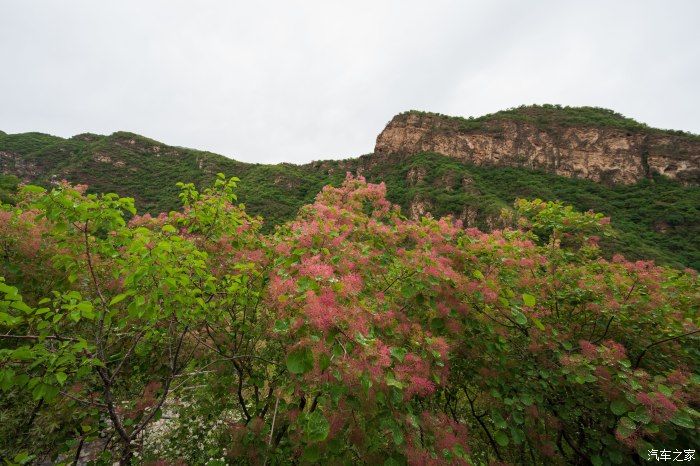 粉红|【郊野行摄】春风拂面，黄栌花开---雨中游京西幽岚山