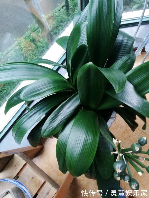 3种植物是老酒鬼,一喝啤酒就疯长,根本不用施肥!