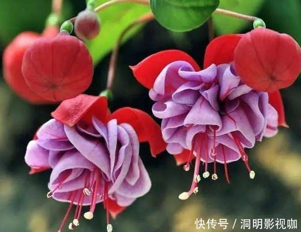 新手养护花卉,就养红旺喜庆,比海棠花更美的花卉,好养易活!