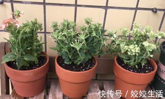 夏天|夏天有2种花，又热又晒也开花，扦插即活，皮实好养