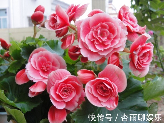 3种花养家里，惊艳无限天天有花赏，花开漂亮，美爆阳台成花园