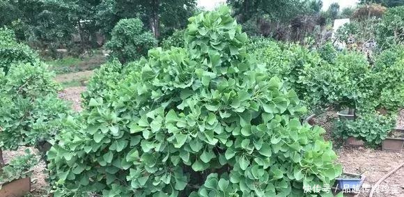 传家宝|这3种盆景可以养成传家宝,再穷也要养,越老越值钱!