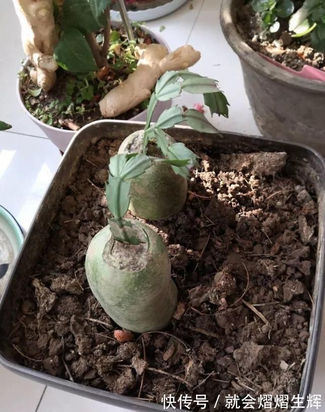 叶仙|蟹爪兰插萝卜上,也能嫁接?这波操作还是头一回见
