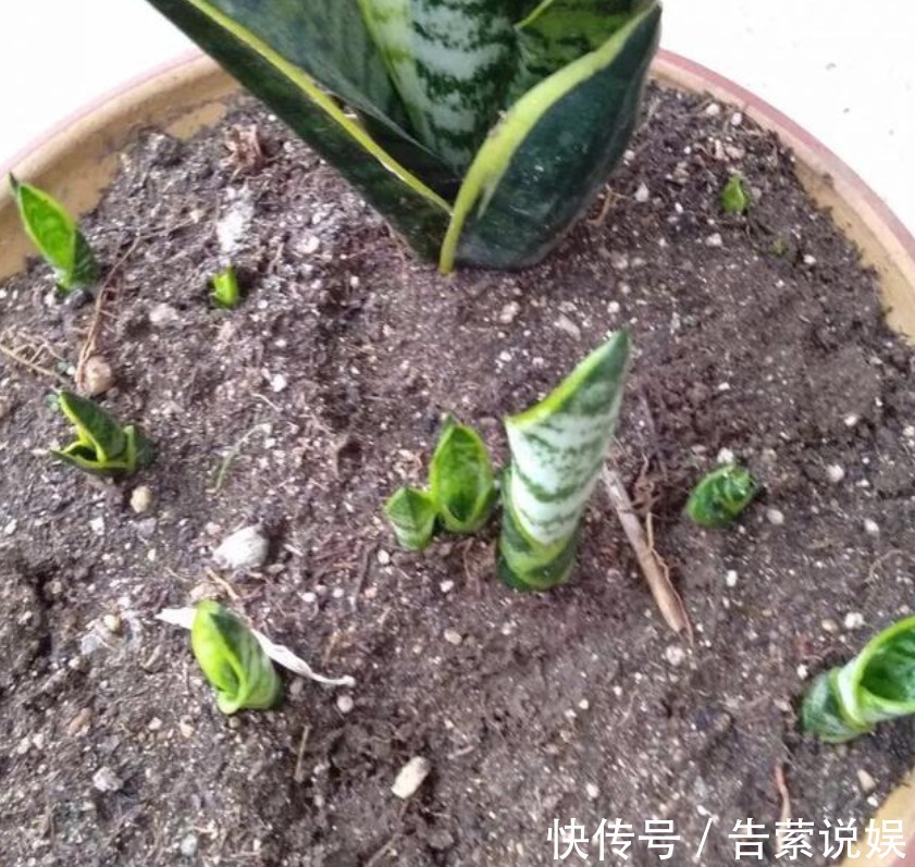 虎皮兰叶子“干瘪、发软”学会懒养,再浇“1种水”,精神抖擞