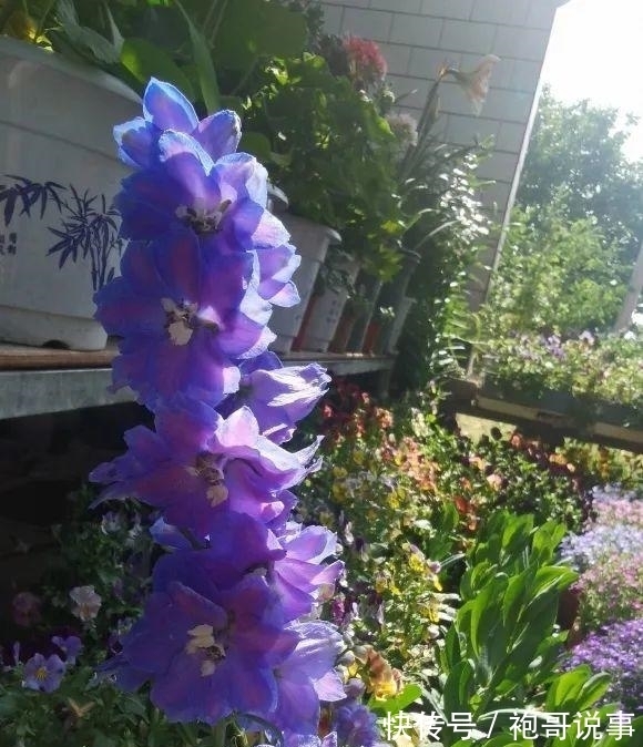 农历九月初六寒露后，养什么花？以下3种花，前程似锦如梦似幻