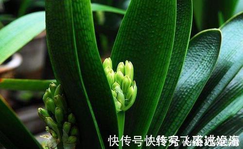 养护|养君子兰不会浇水主要看叶子，水多水少有信号，养护也方便