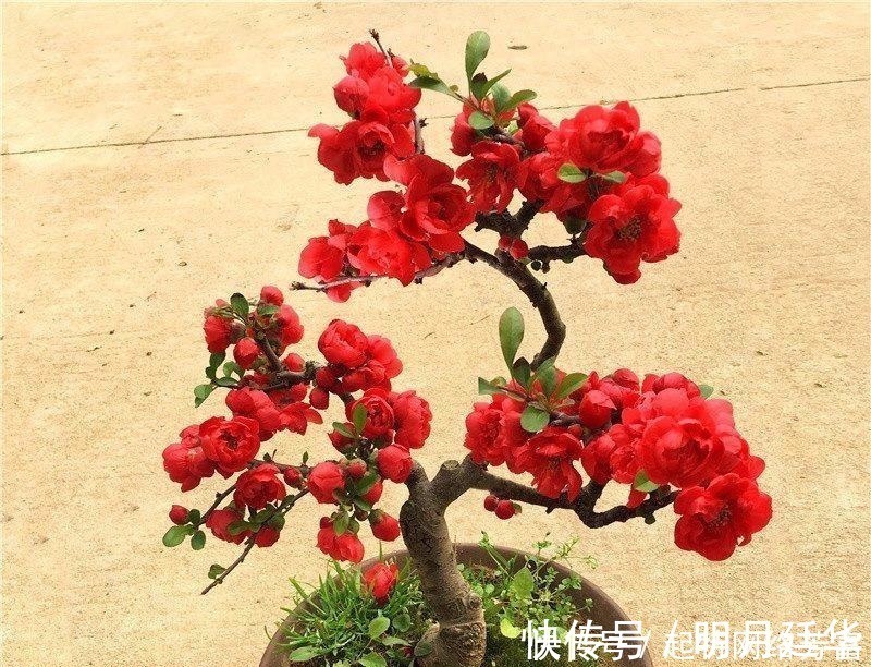 这6款盆景,一款比一款有品位,“养不死”还净化空气