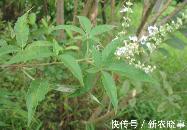 皮实|农村这树遍地是，长得快又皮实，做成盆景却价值不菲！