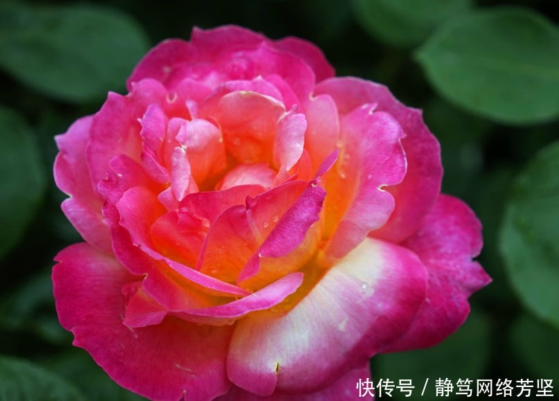 养眼|月季是花友们必养的花卉,开花大而且颜色艳丽,很是养眼