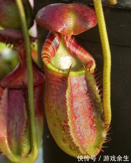 适合立冬节气种植的几种绿植,花开富贵鸿运当头,有钱人家都在养
