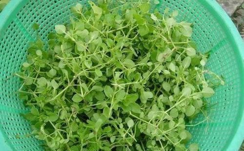 农民|农民见了连根拔,殊不知是价值珍贵的“和尚菜”,有乌发作用