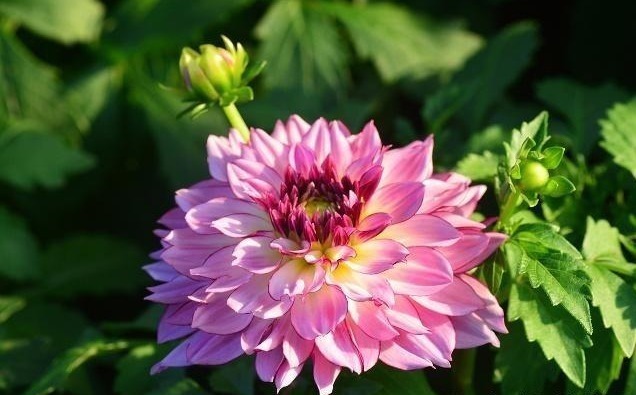 唐诗$宋诗里不容错过的一首咏菊诗,宁可枝头抱香死,何曾吹落北风中!