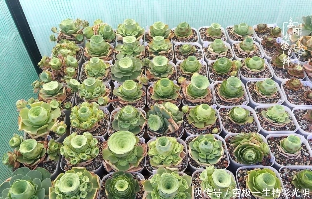 山地玫瑰的那些事儿关于养护过程中遇到的灵魂18问