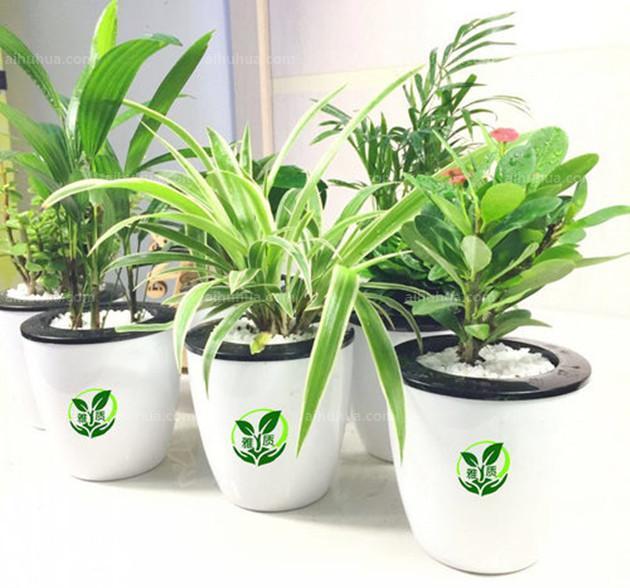 养花,芝麻饼肥料使土壤肥沃,可以延长花期