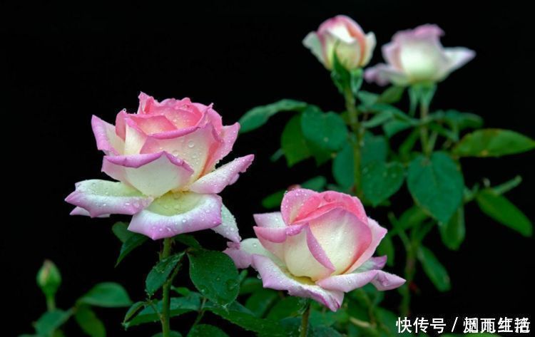 颜值超高|4款花卉养在家里，便宜又好养，简单易成活，颜值超高的