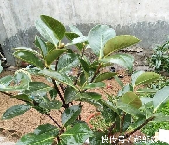 酸水|这四种酸水浇花,1个月浇一次,叶子浓绿、开花稠密