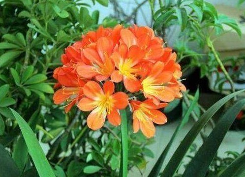 “小东西”扔盆里，盆栽都疯长，10年不施肥也能叶绿、根壮、花大