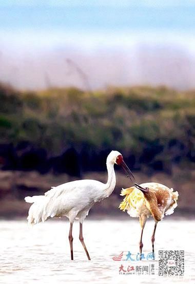 鄱阳湖|与鹤为邻 鄱湖添风情(图)