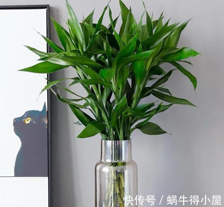 玉麒麟|再节俭也要去花市选6种花,价格不贵,养在家里招“财运”