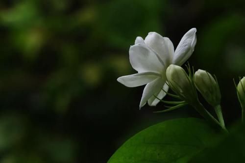 冬季|想要冬季茉莉花损耗小,养护做好这几点,来年长势快,开花多