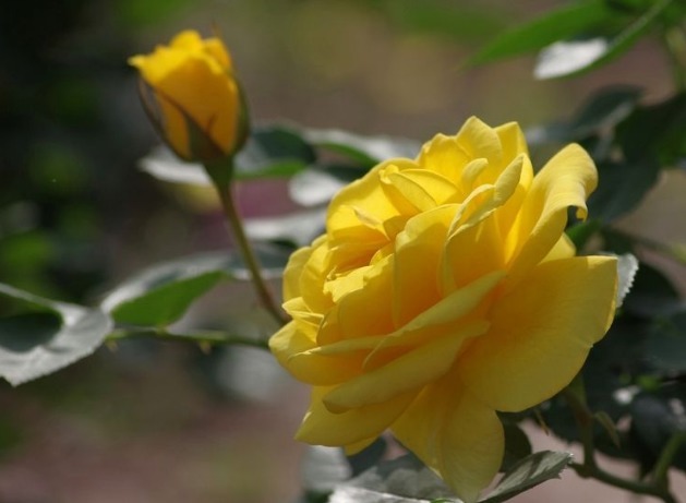 养护月季,掌握一个小技巧,花色艳丽,开花开爆盆