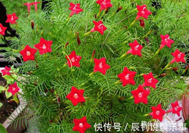 3种“爬墙”植物,种在院子里,就是天然“背景墙”,漂亮又好养