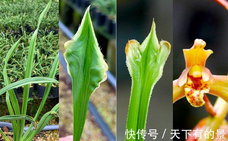花盆|夏季超值款兰花:大花蕙兰,冬春爱开花,养一株香一室