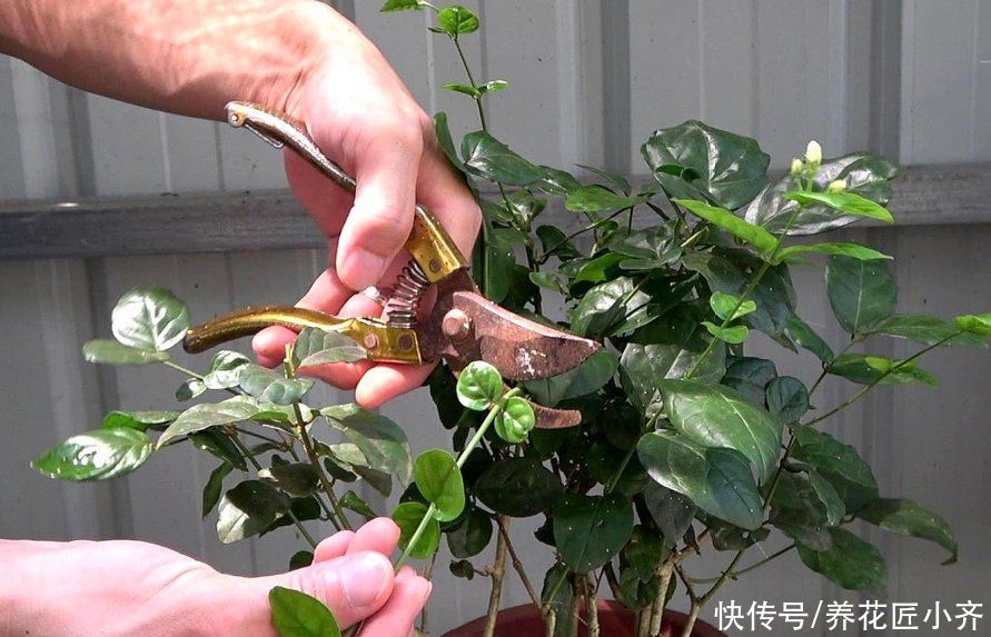 茉莉花好养,但是想要开花多,修剪有2个“原则”,要学会才行