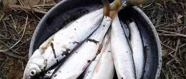 清道夫|中国最难吃的7类鱼,你若是全吃过,请允许我叫你一声“老渔民”