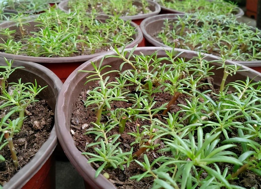 漂亮|5种漂亮花,5月快剪“花箭”,撒点营养肥,花苞又挤满盆