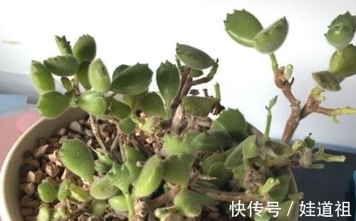 这些多肉养起来真麻烦,不勤修剪易徒长,新手要慎养!