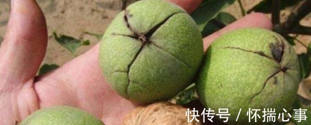 原来核桃上有个“小机关”,找到之后,轻轻一拧就剥开,太厉害了!
