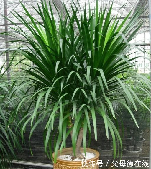 热带物种龙血树总养不好，注意这些，植株挺拔壮实叶浓绿