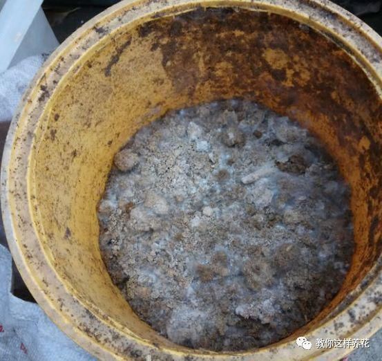 4种“壳”每家都有,丢盆里疏松透气,2年不用换盆,长得旺!