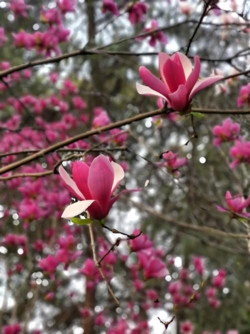 春暖花开日，这些“宝藏”赏花地，值得你打卡