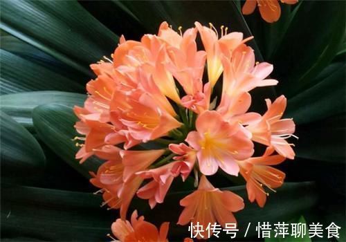 叶片|养君子兰,在盆里下“猛料”,叶绿根肥,年年开花收不住