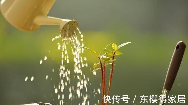 修剪|喜欢养花，先戒掉7个坏习惯，不然啥花也养不好，你占了几个？