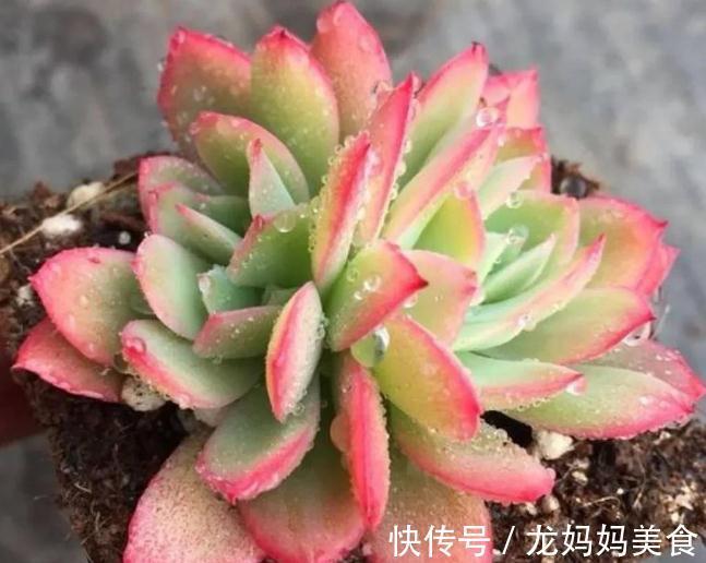 秋天怎么把多肉养得又肥又美?掌握3个方法,叶片饱满又肥厚