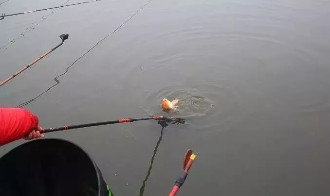 寒冬不用小药，常用2种鲫鱼商品饵配方，啥时候都好钓