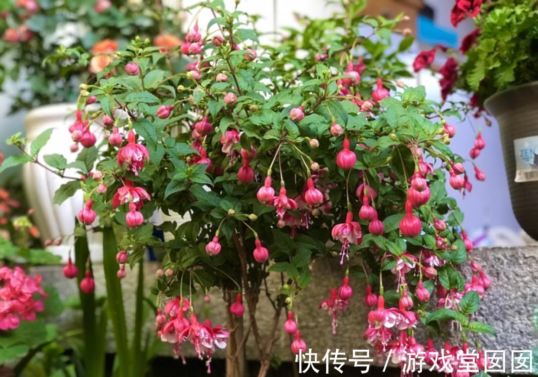 给花喷点它，叶片油绿茂密，花苞嘟噜噜冒出来