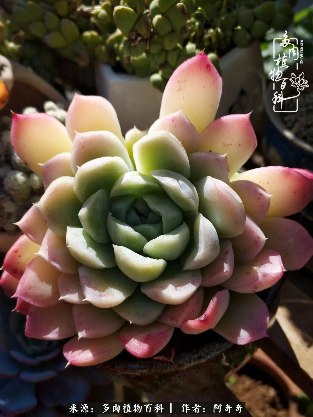 静心养多肉,只是为了在成人的世界里随波不逐流!